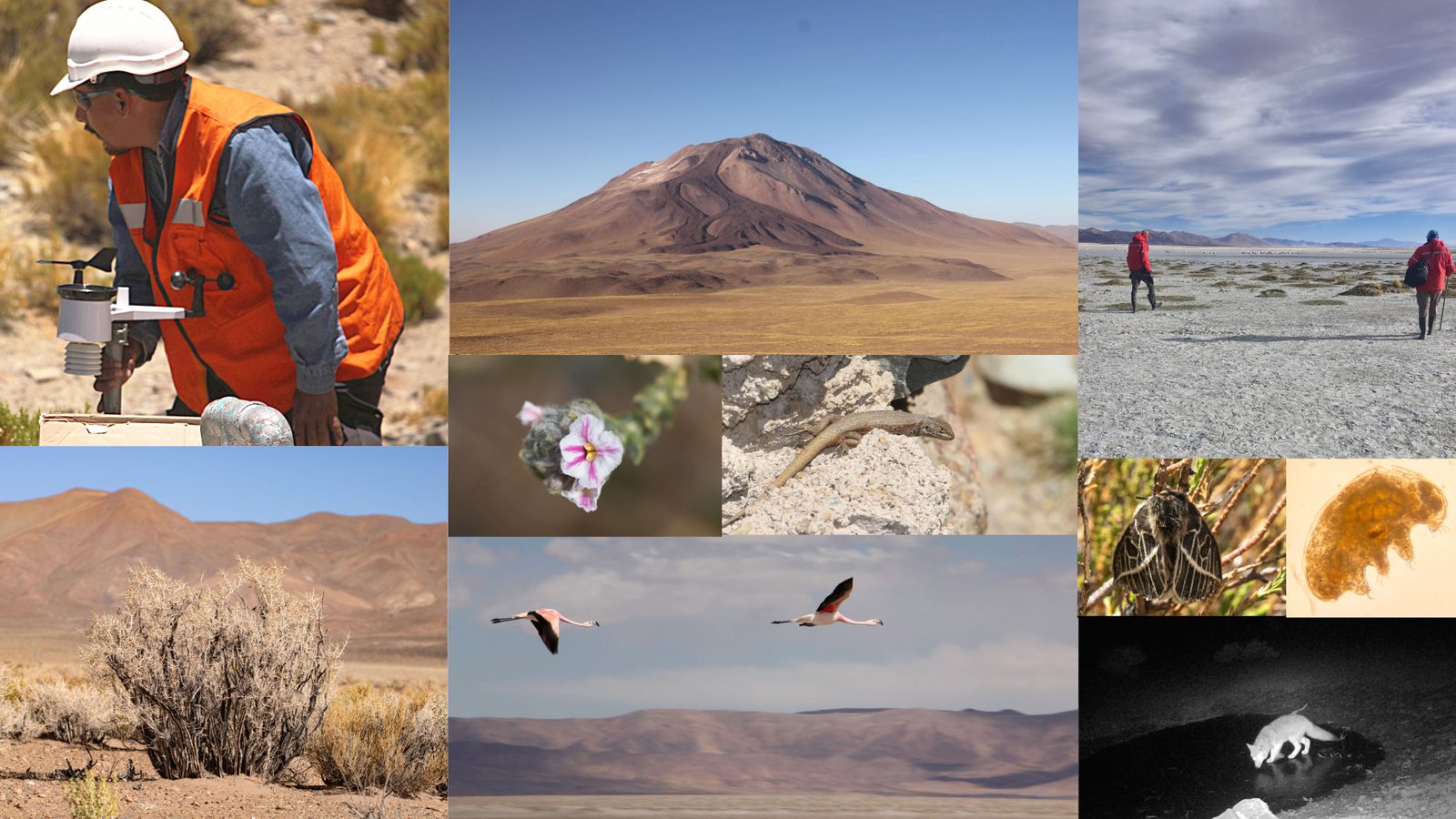 Trabajo de campo: toma de muestras, volcán, flores, flamencos, fauna nocturna y paisajes de la Puna