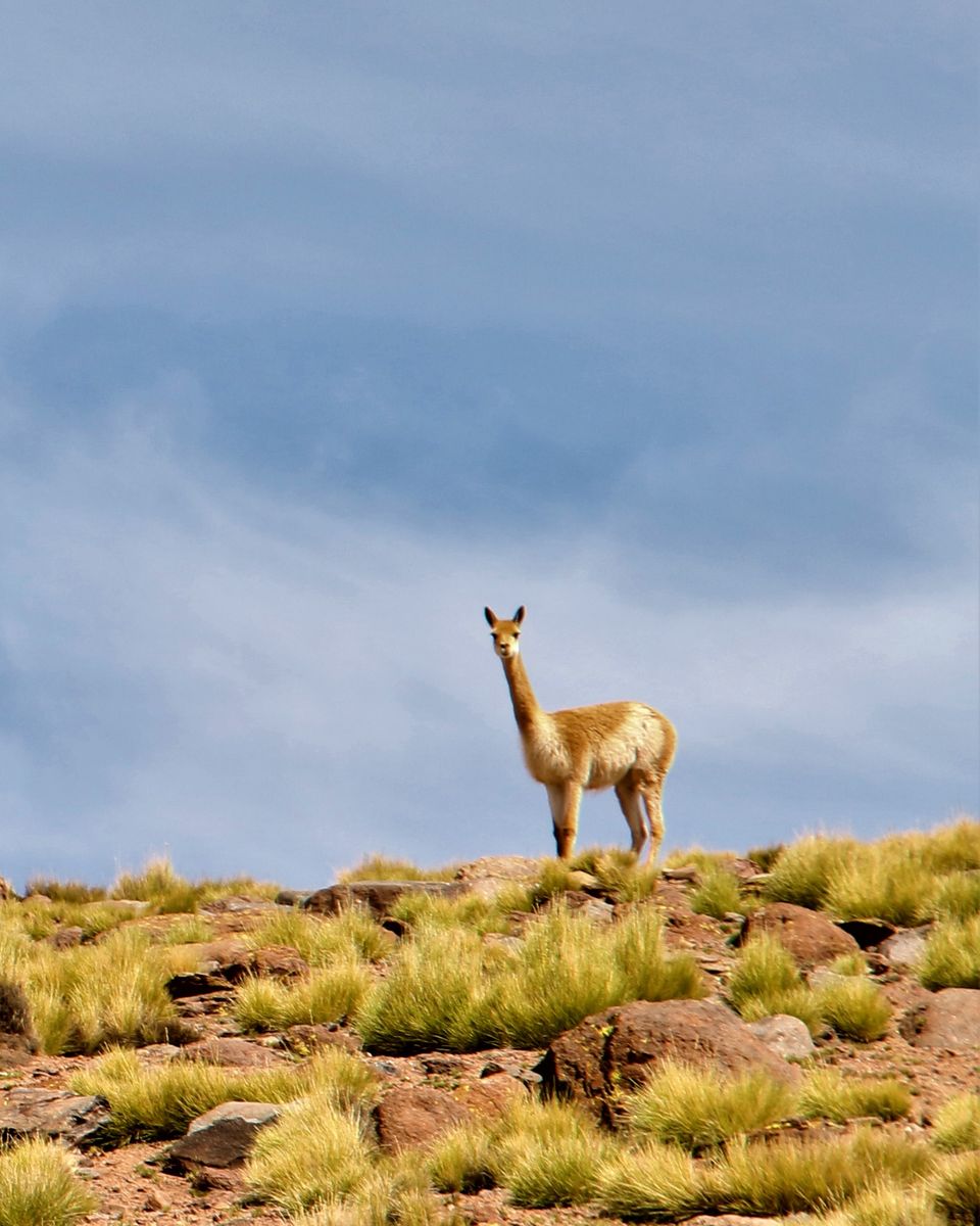 Vicuña sobre una loma de la Puna, con cielo nublado